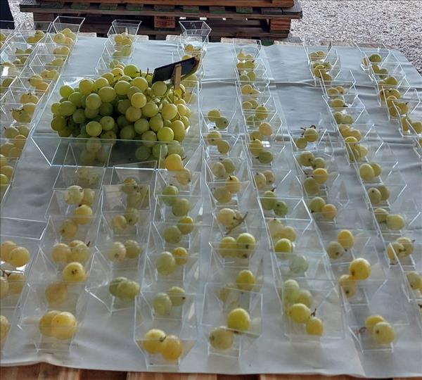 Macfrut Table Grape Symposium